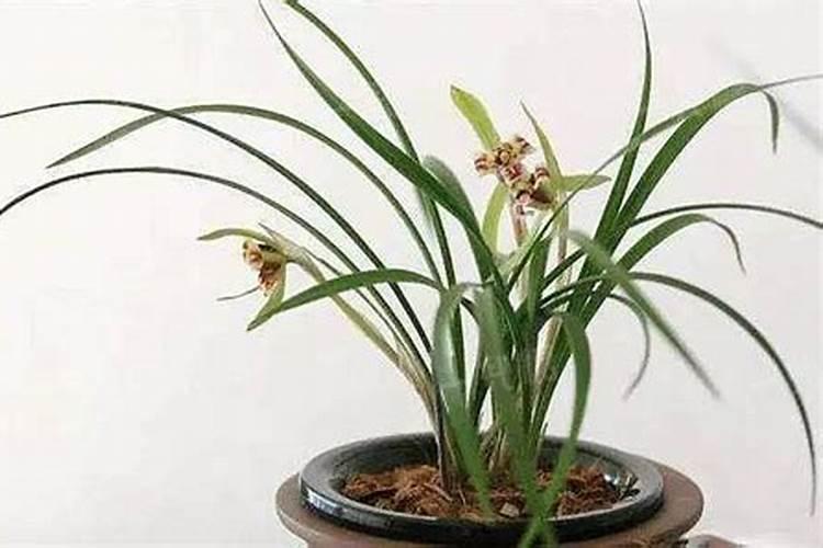 兰花可以施饼肥吗,饼肥水可以浇兰花吗