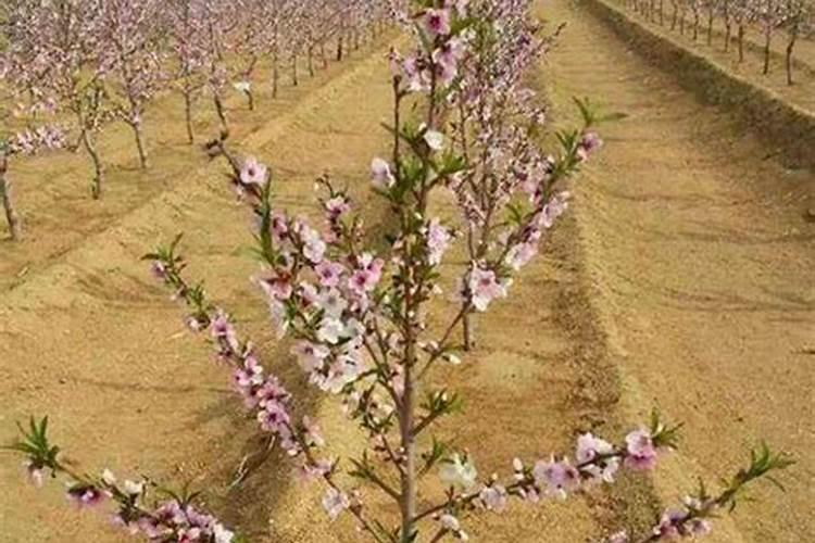 桃树施什么肥好