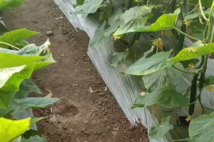 盐碱地能种黄瓜吗？