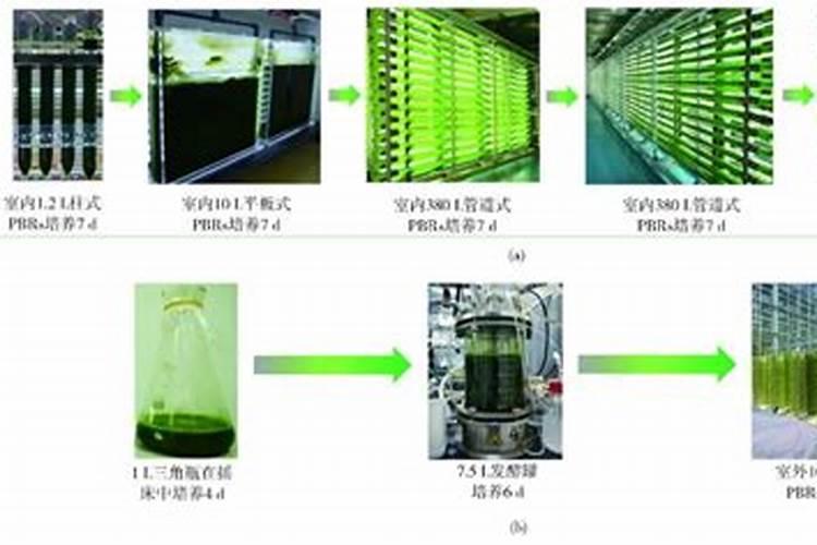 化肥商标是第几类