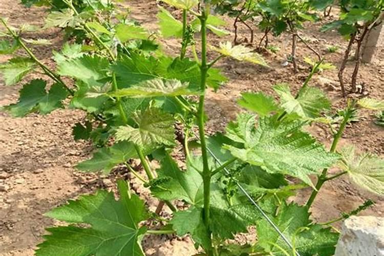 哈尔滨盛产什么水果