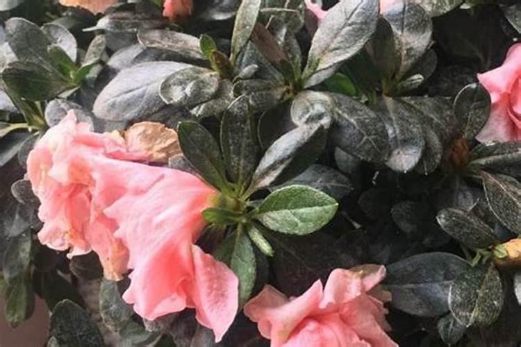春季杜鹃花养护需要避免哪些问题？