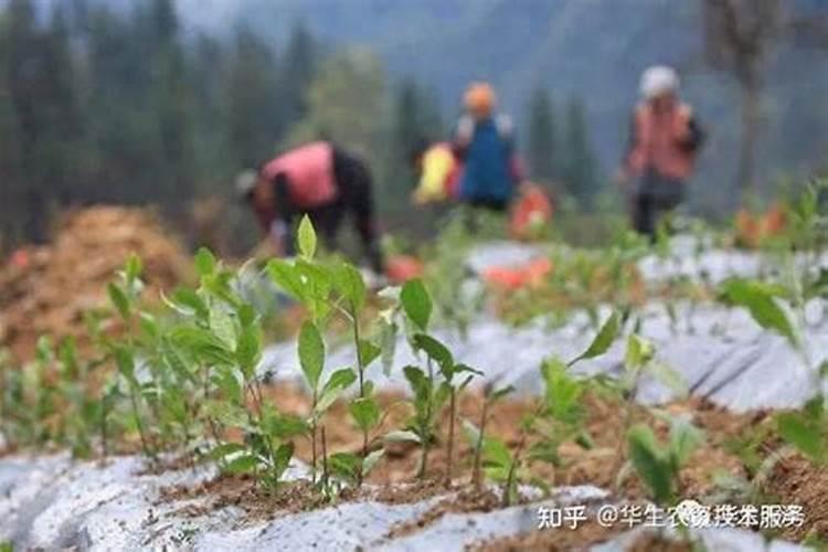 一亩水田需要多少化肥