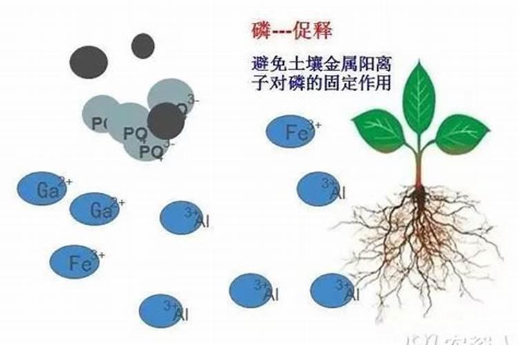 土地白霜矿源黄腐酸钾起什么作用？矿源蘸根调节土壤用什么肥料好百度知 ...