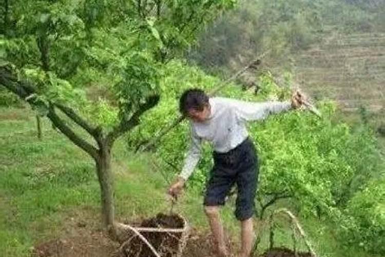冲施肥在果树使用方法