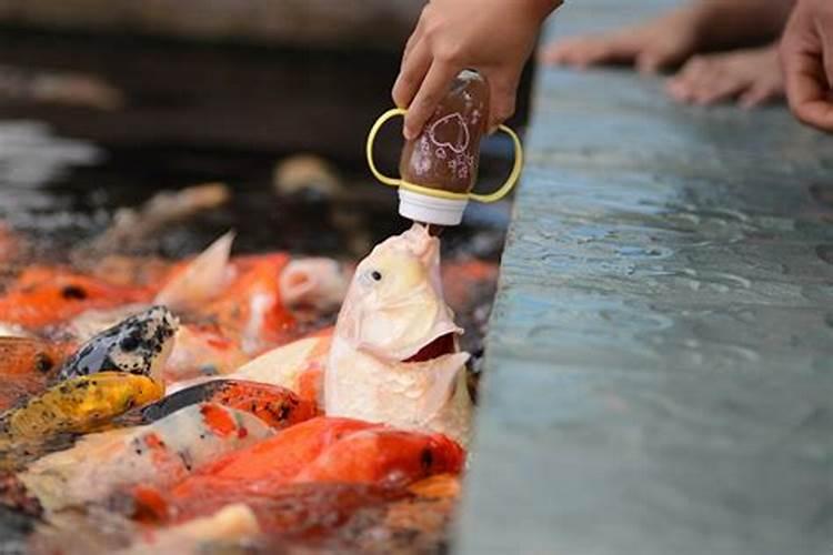 马口鱼可不可以喂鱼