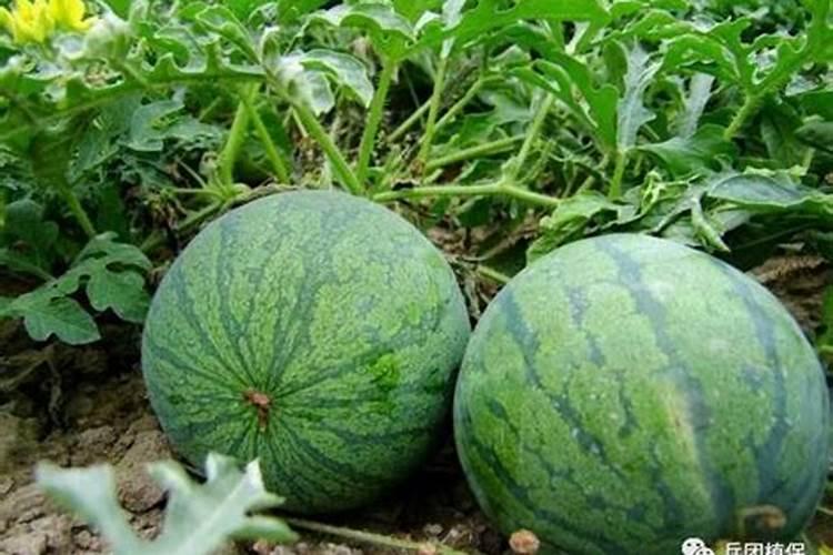 打西瓜地除草剂可以加硼肥吗？