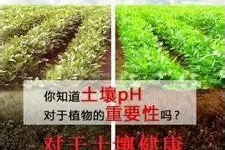 磷肥过量对土壤的危害