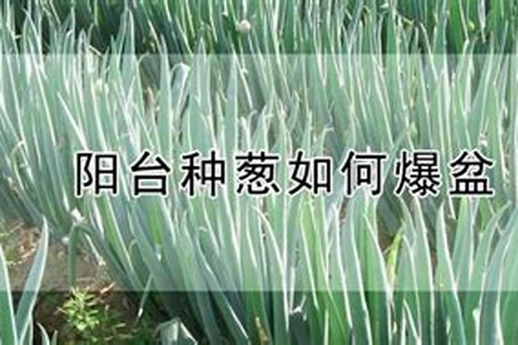 春季小葱移栽时间和方法