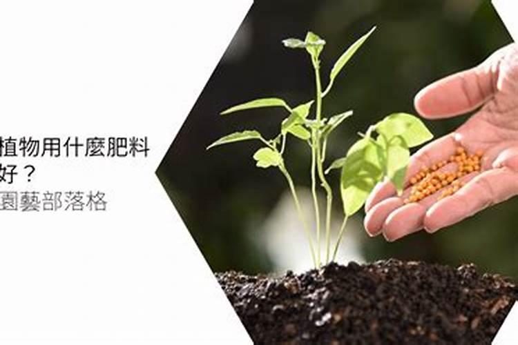 草胡椒多肉植物生长习性施肥的知识点有哪些