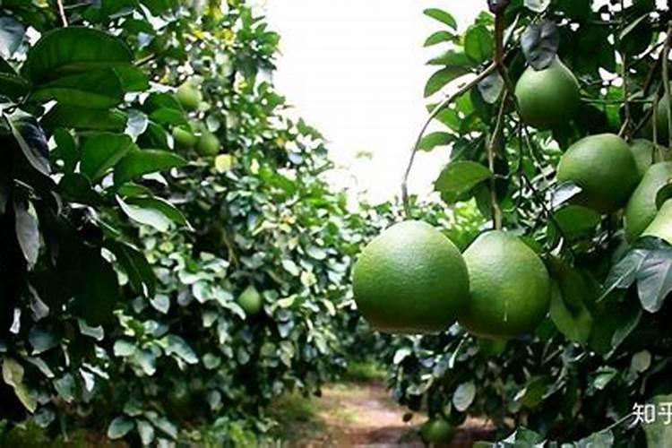 沙参未出苗除草用什么？