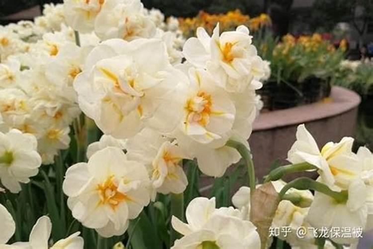 洋水仙怎么施肥和浇水