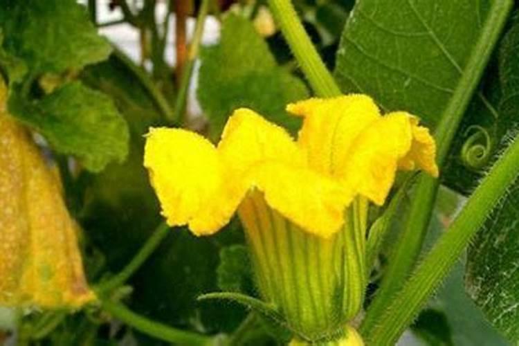 牡丹花蕾期施什么肥好