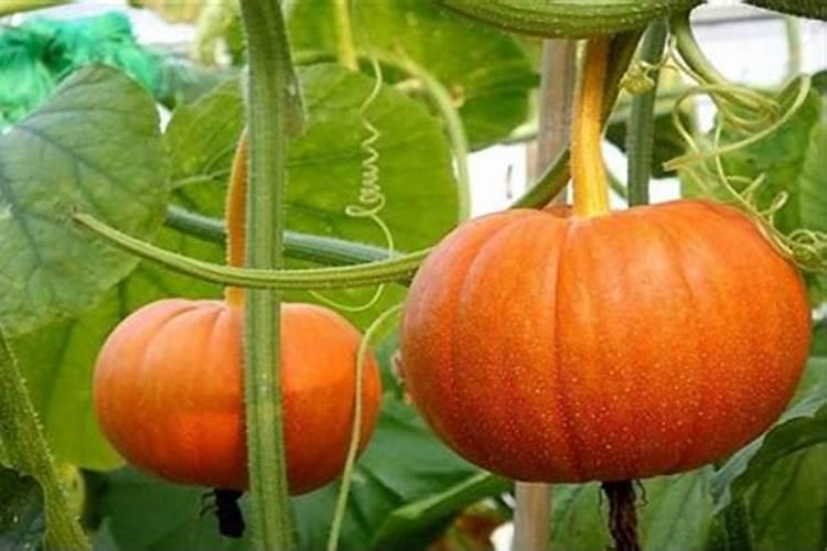 南瓜需要施什么肥料(一般种植南瓜什么时候施肥方法)
