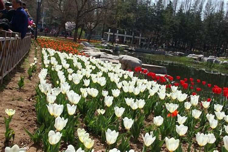 郁金香怎么种植土培