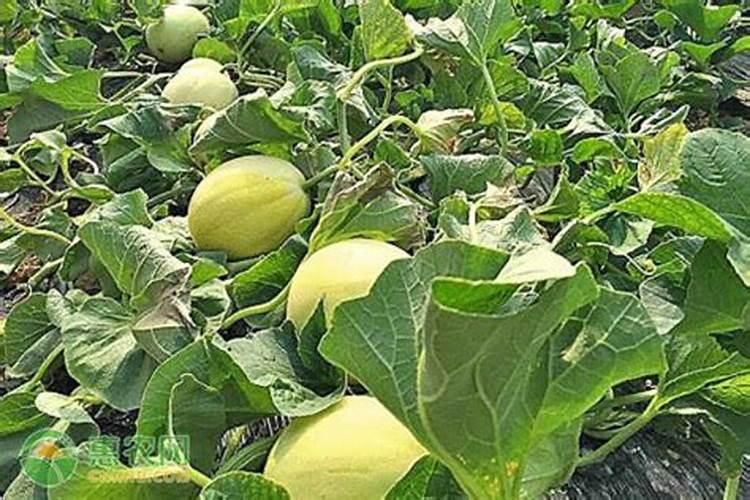 甜瓜用什么肥料,甜瓜施肥技术