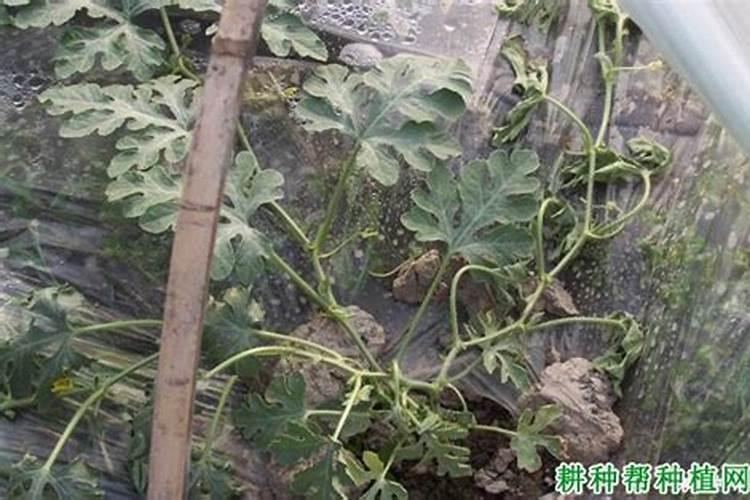 西瓜藤生长缓慢 使用什么叶面肥较好 ？
