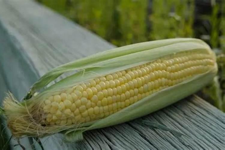 玉米几叶时可以用芸苔素