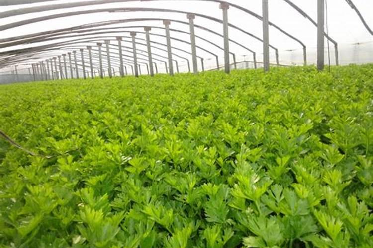 香菜用什么肥料最好