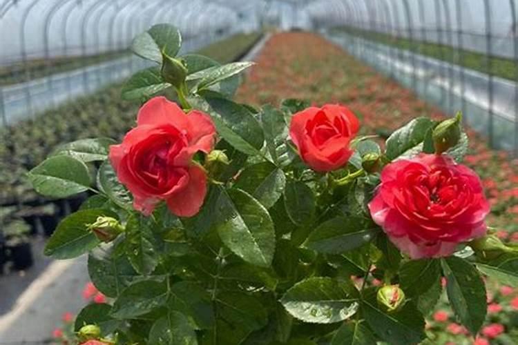 要想月季花快速冒笋芽该怎么养护