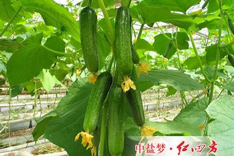 荔枝施什么肥料最好