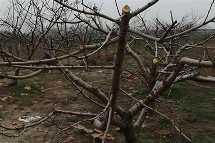 为什么东北黑土区土质那么肥沃？