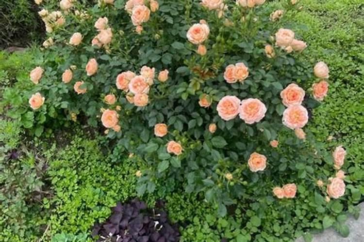 速生杨种植先浇水还是后浇水