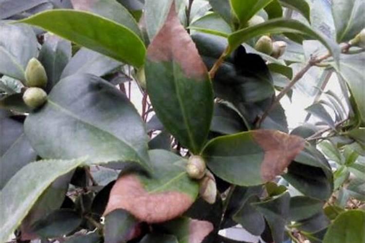 茶花叶子发黄怎么办