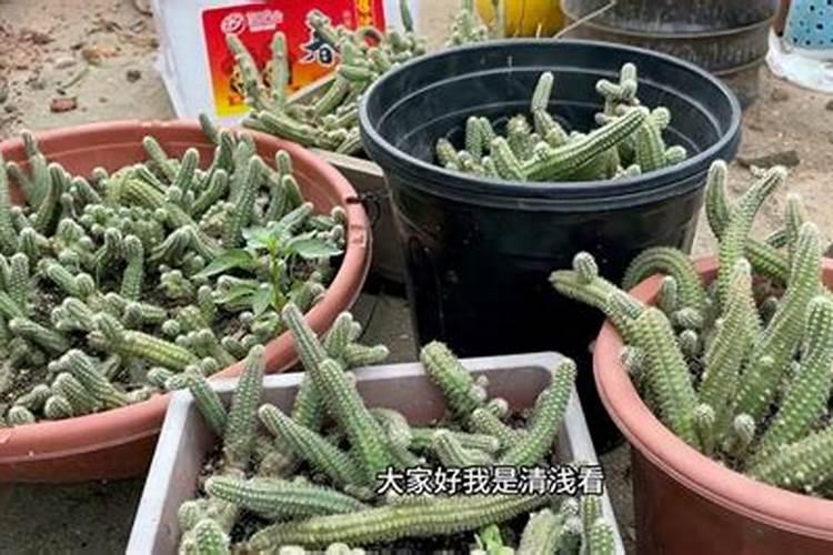 白檀播种繁殖方法