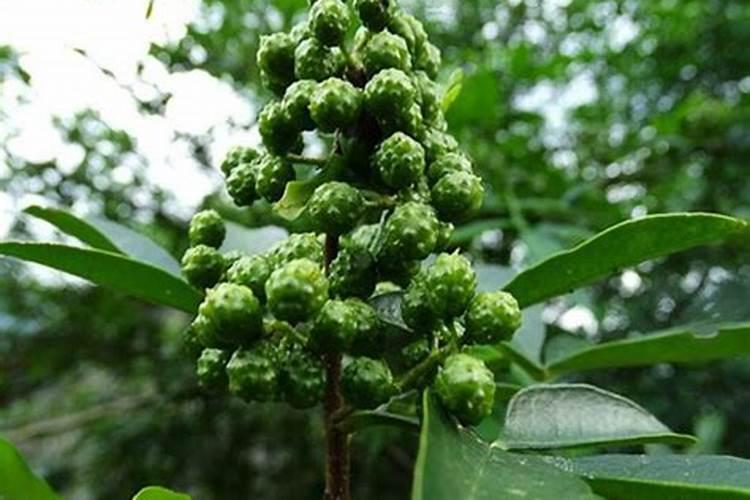 请问用花椒籽可以种花椒树吗