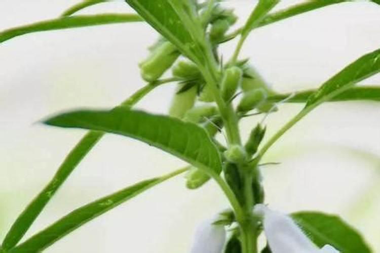 芝麻施什么肥料最好
