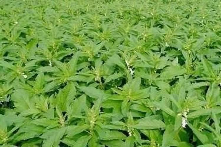 种芝麻用什么肥料好