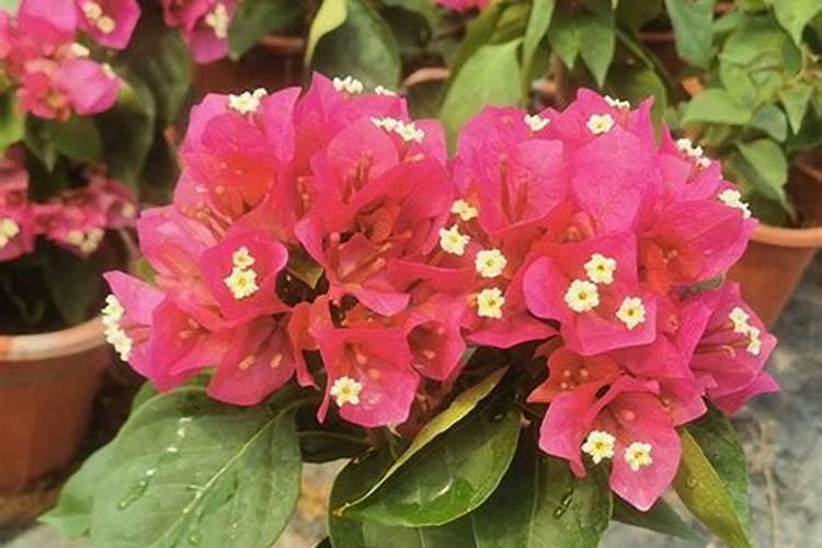 夏季三角梅开花是否可以施肥