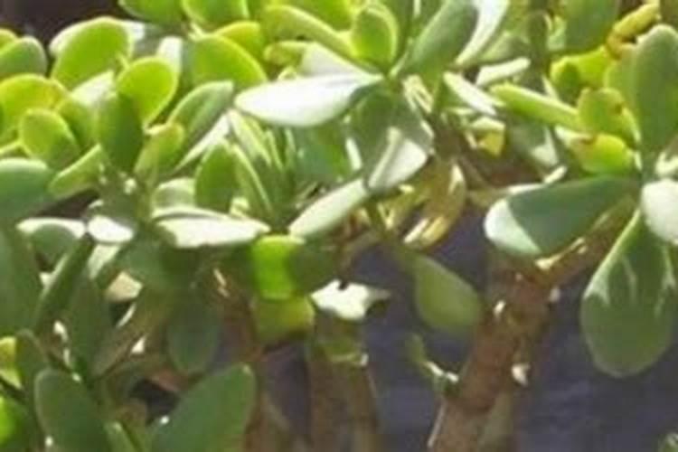 天气干旱,油菜可不可以喷洒叶面肥