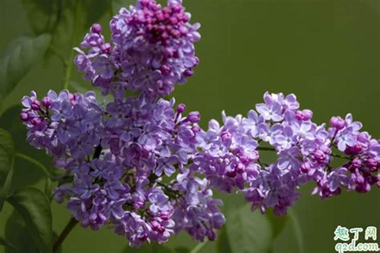 一年四季花开的顺序是什么？