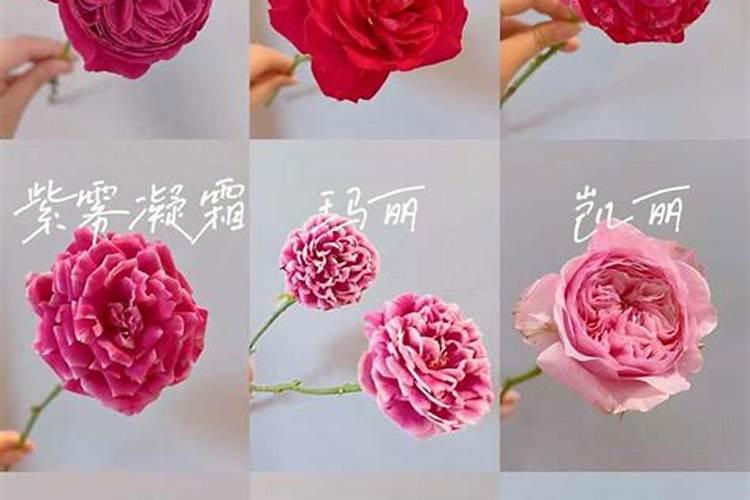 花一般都用什么肥,什么花适合新手养