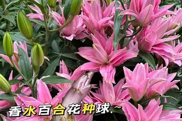 养花一般要施什么肥料