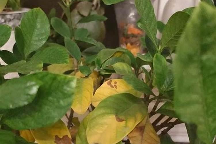 适合懒人种、夏季越旱开花越多的4种花卉,都是什么花呢？