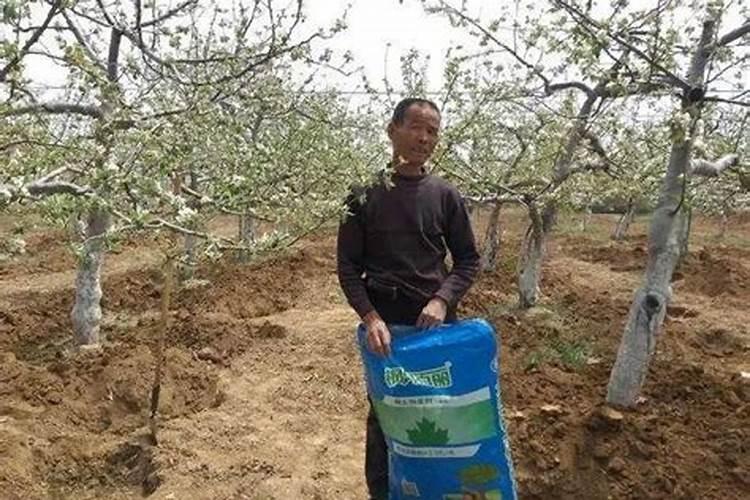 苹果树开花时施什么肥苹果树花前施什么肥好