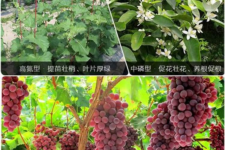 西瓜施肥用什么肥料