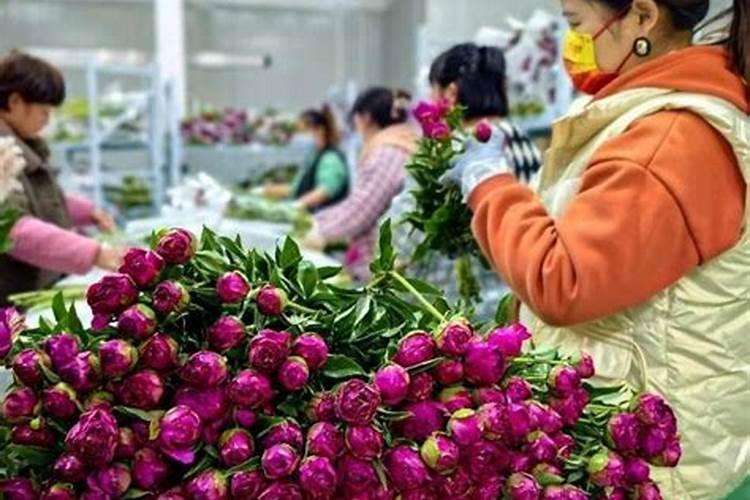 从昆明带了百合和变色龙花,怎么养啊~急!!