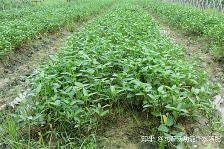 果树底肥放什么肥好(底肥施用方法)