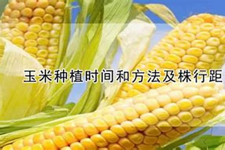 玉米专用肥的最佳配方