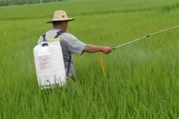 玉米什么时候喷施芸苔素