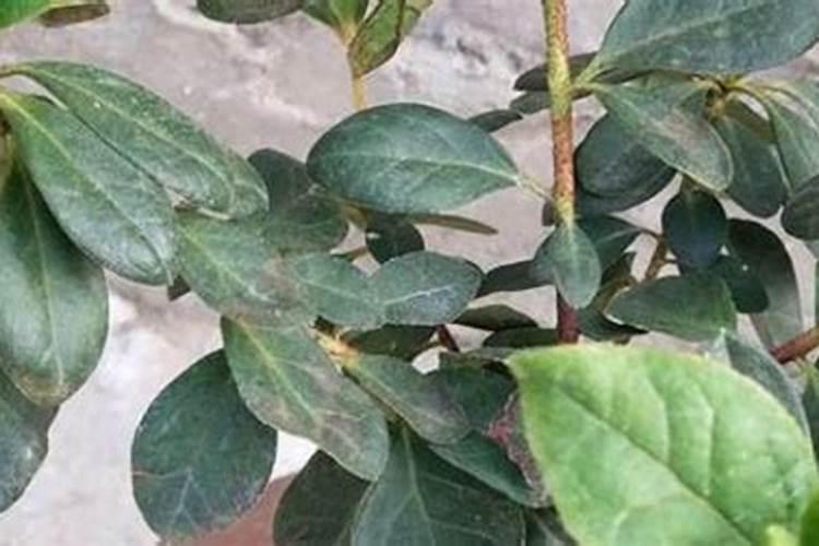 家里养了一盆花,由于缺磷叶子发紫,但是附近没有卖营养肥料的,有什么...