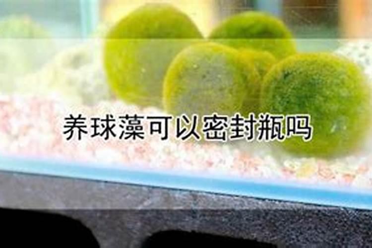 小球藻在家怎么培养
