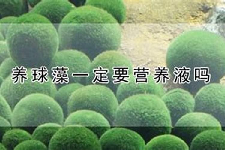 球藻怎么养殖和注意事项