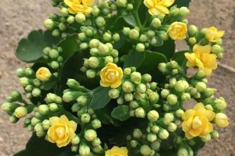 长寿花施什么肥料开花