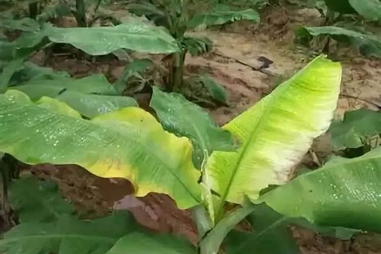 香蕉缺素症状施什么肥