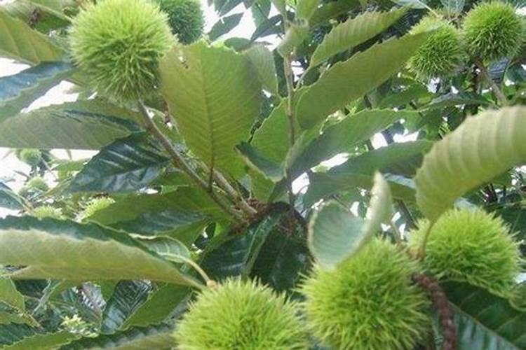 早板栗夏季什么时候施肥合适